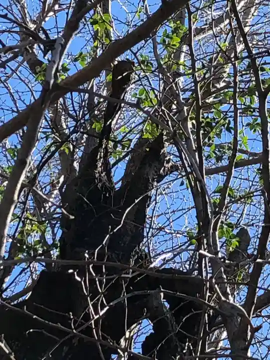飛木稲荷神社の自然