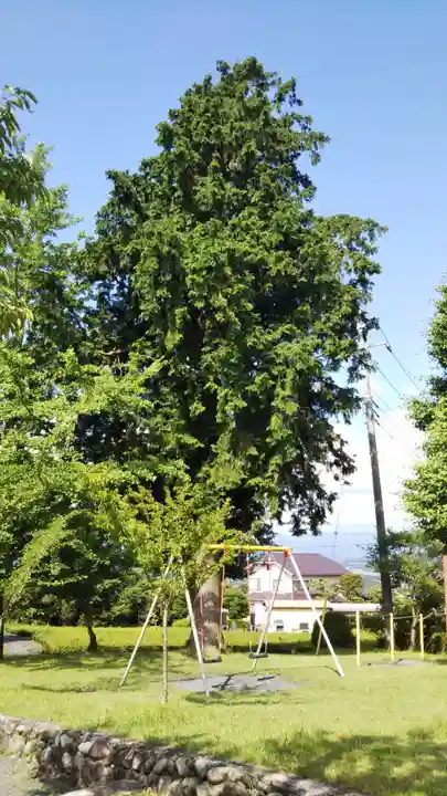 杉田子安神社の自然