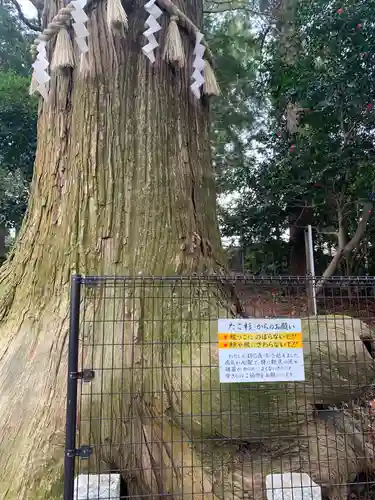 高尾山薬王院の自然