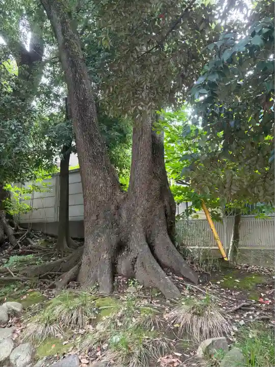 渋谷氷川神社(東京都)