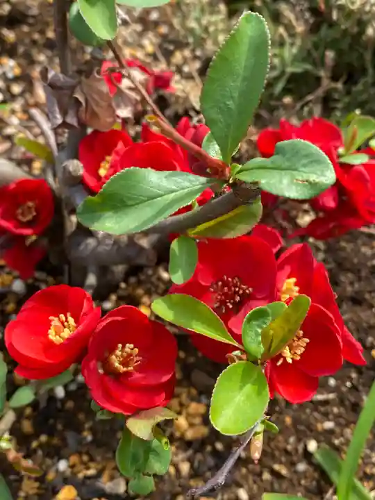横浜御嶽神社の自然