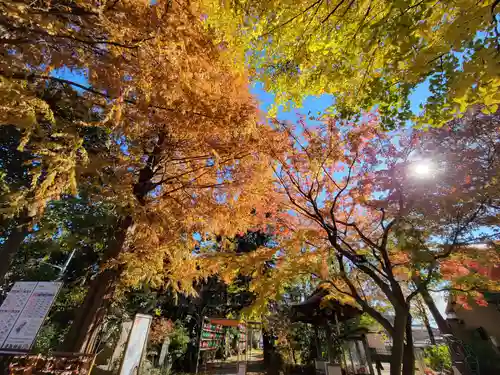 越谷香取神社の自然