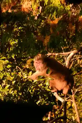 阿波神社(徳島県)