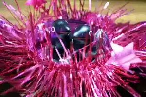 くまくま神社(導きの社 熊野町熊野神社)(東京都)(2021年07月31日(土) 19時12分59秒投稿)