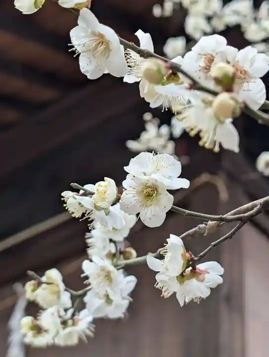 白幡八幡神社(神奈川県)
