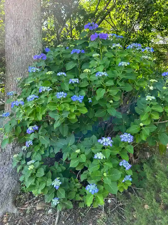 四倉諏訪神社の自然