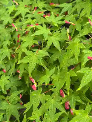 東寺（教王護国寺）(京都府)