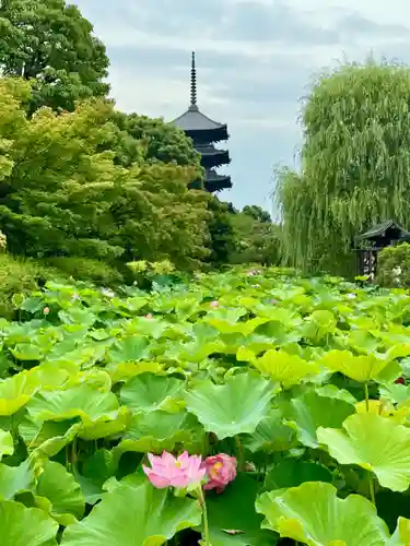 東寺（教王護国寺）(京都府)