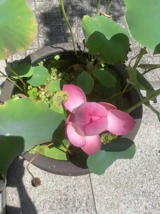 成田山 萬福院の自然