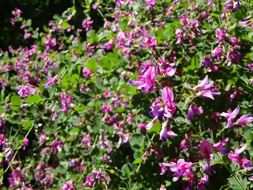 横浜　西方寺の自然