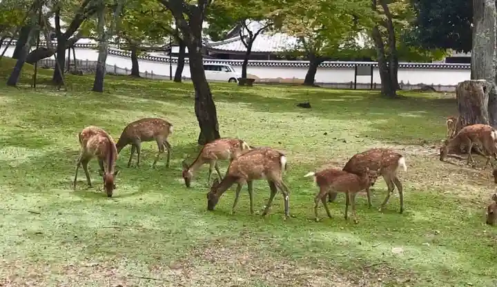 興福寺(奈良県)