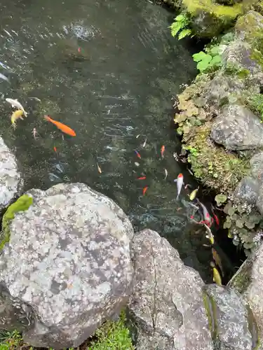 天河大辨財天社の動物