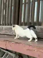 智音神社(神奈川県)