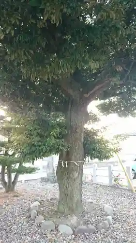 星宮神社 (山川町)の自然