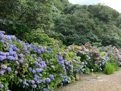 波立寺（波立薬師）の自然