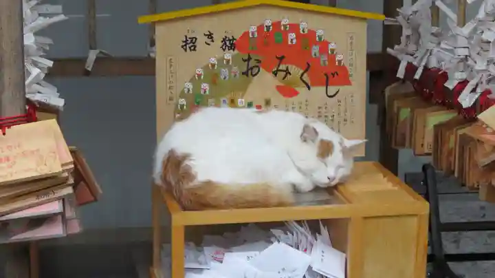 御誕生寺(猫寺)の動物