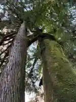 新八幡神社(徳島県)