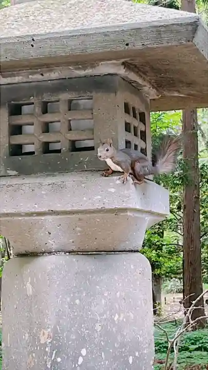 北海道神宮の動物