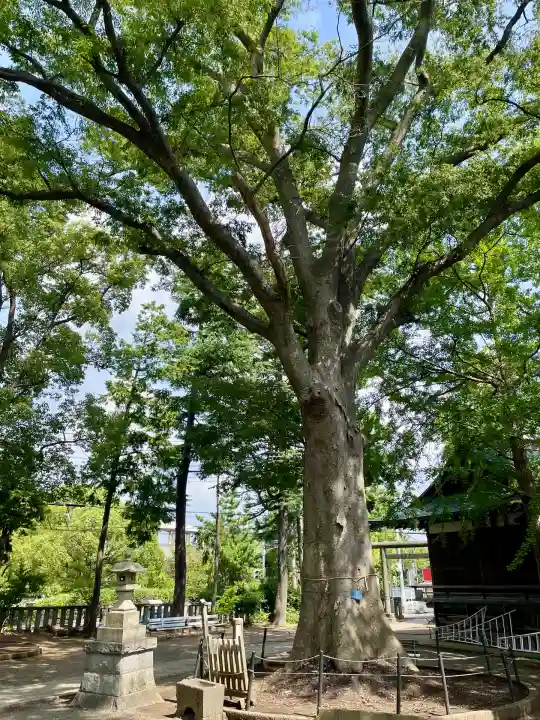 小杉神社(神奈川県)