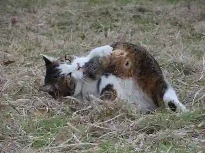 白雲神社(京都府)