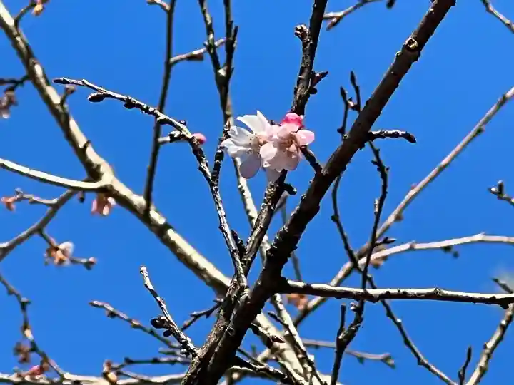 櫻木神社(千葉県)