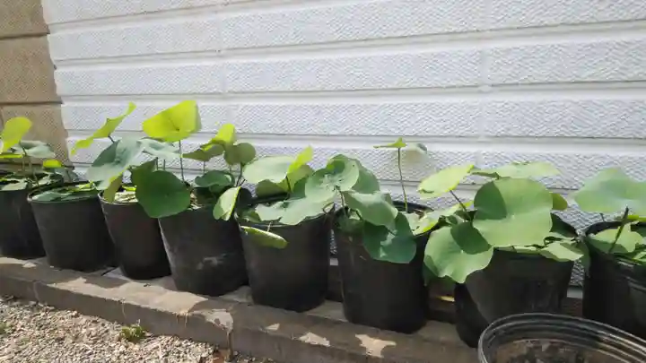 浄土宗 光明山 大蓮寺(照曜会館)の自然