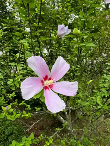 開成山大神宮の御朱印