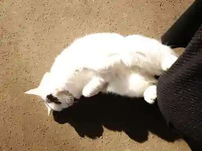野々宮神社の{uncategorized: "未分類", other: "その他", undefined: "問題あり", building: "その他建物", grave: "お墓", sacred_gate: "鳥居", guardian: "狛犬", statue: "像", buddha: "仏像", history: "歴史", nature: "自然", garden: "庭園", animal: "動物", pagoda: "塔", temizu: "手水舎", mountain_gate: "山門・神門", sanctuary: "本殿・本堂", subordinate: "末社・摂社", art: "芸術", scenery: "景色", jizo: "地蔵", ema: "絵馬", goshuin: "御朱印", omikuji: "おみくじ", items: "授与品その他", amulet: "お守り", goshuincho: "御朱印帳", eats: "食事", festival: "お祭り", votive_dance: "神楽", shichigosan: "七五三参", wedding: "結婚式", experience: "体験その他", initially: "初詣", around: "周辺", anti_infection: "感染症対策"}