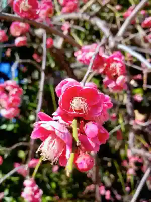 成子天神社(東京都)