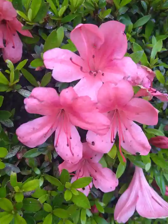 木華佐久耶比咩神社の自然