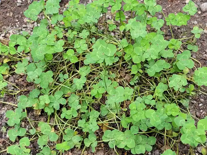 日光二荒山神社の自然