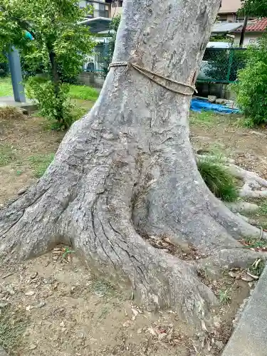 菅原神社(埼玉県)