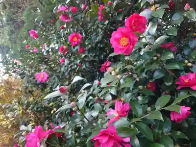 座間神社(神奈川県)