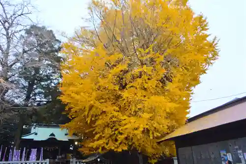 鶴嶺八幡宮(神奈川県)