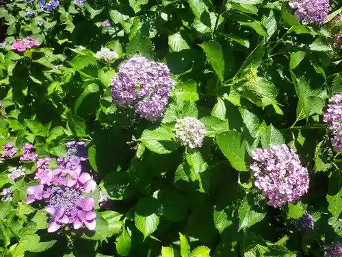 葛原岡神社の自然