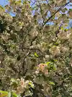 五所駒瀧神社(茨城県)