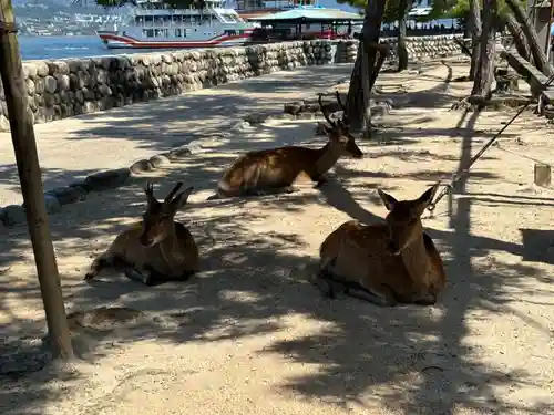厳島神社(広島県)