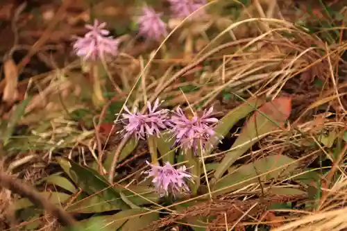 三峯神社の自然