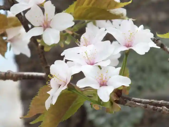 立志神社の自然