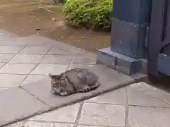 寛永寺(根本中堂)の動物