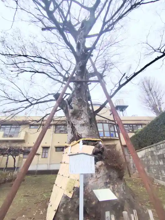 白山神社の{uncategorized: "未分類", other: "その他", undefined: "問題あり", building: "その他建物", grave: "お墓", sacred_gate: "鳥居", guardian: "狛犬", statue: "像", buddha: "仏像", history: "歴史", nature: "自然", garden: "庭園", animal: "動物", pagoda: "塔", temizu: "手水舎", mountain_gate: "山門・神門", sanctuary: "本殿・本堂", subordinate: "末社・摂社", art: "芸術", scenery: "景色", jizo: "地蔵", ema: "絵馬", goshuin: "御朱印", omikuji: "おみくじ", items: "授与品その他", amulet: "お守り", goshuincho: "御朱印帳", eats: "食事", festival: "お祭り", votive_dance: "神楽", shichigosan: "七五三参", wedding: "結婚式", experience: "体験その他", initially: "初詣", around: "周辺", anti_infection: "感染症対策"}