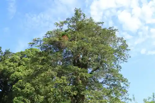 豊景神社の自然