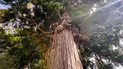 大幡彦姫神社(福井県)
