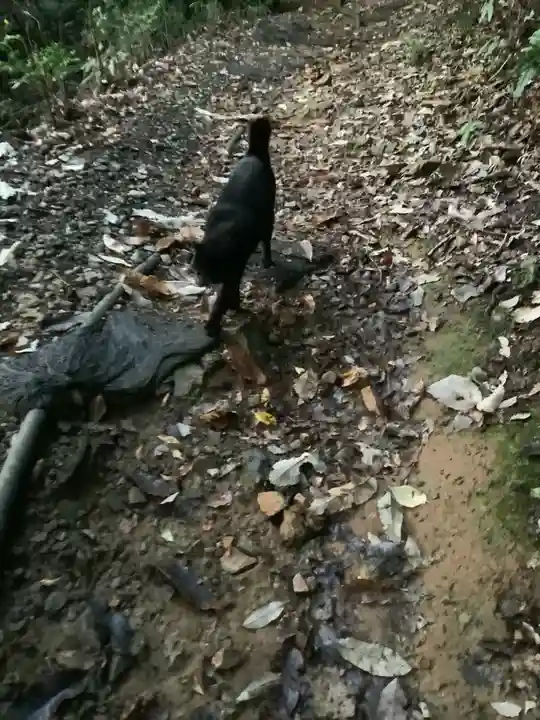 玉野御嶽神社の動物