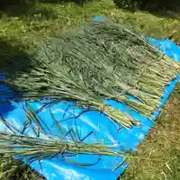 七重浜海津見神社(北海道)
