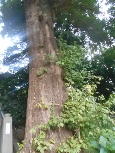 中里神社の自然