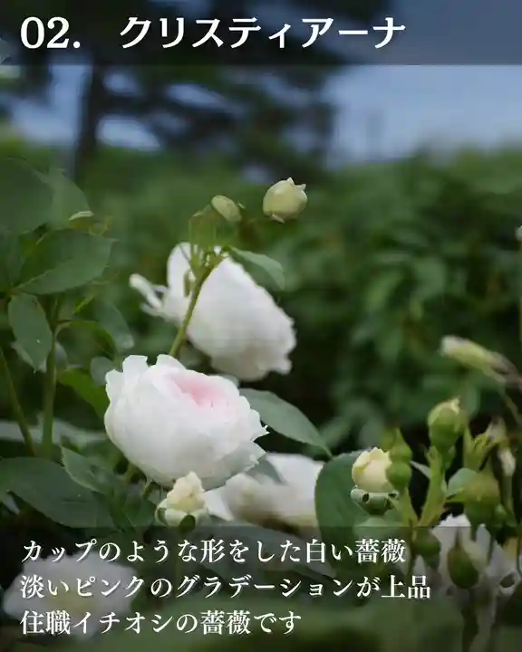 宝光寺(北海道)