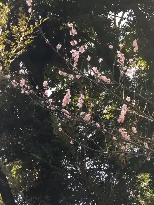 愛宕神社の自然