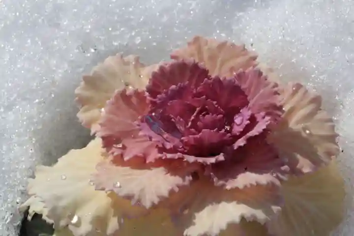 大鏑神社の自然