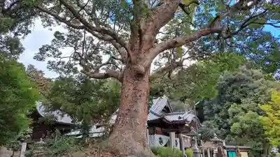 廣旗八幡宮(福岡県)